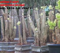 Harga Bunga Bonsai Anting Putri